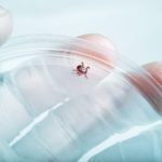 European Regulators Validate Pfizer and Valneva's Lyme Disease Vaccine Application