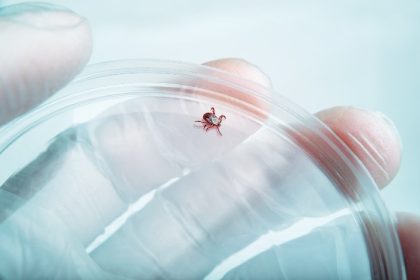 European Regulators Validate Pfizer and Valneva's Lyme Disease Vaccine Application