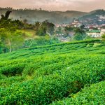 The Cloud Tea Trail of Northern Thailand: Inside the Secret Oolong Plantations & Wild Forest Teahouses of Chiang Mai