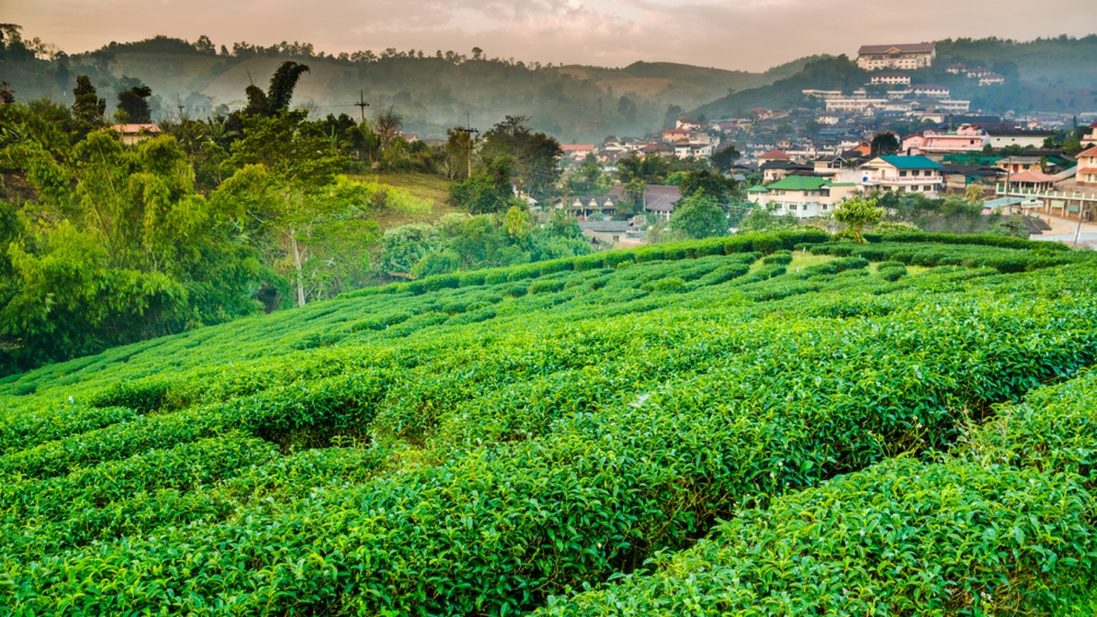 The Cloud Tea Trail of Northern Thailand: Inside the Secret Oolong Plantations & Wild Forest Teahouses of Chiang Mai