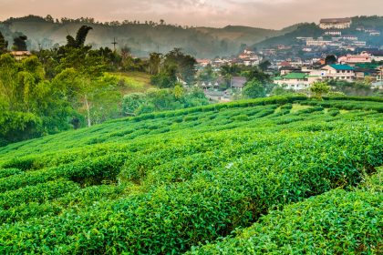 The Cloud Tea Trail of Northern Thailand: Inside the Secret Oolong Plantations & Wild Forest Teahouses of Chiang Mai